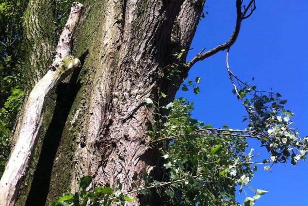 bomen rooien in Landerd